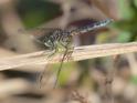 Pachydiplax longipennis (Blue Dasher) female-Album-2.jpg